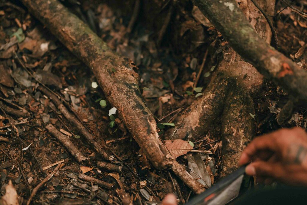 na foto o guia de selva apresenta aos turistas o tipo de formigas que se movimentam de acordo com a estação da floresta - neste caso - a seca na Amazônia